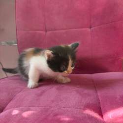 Котята ищут дом??‍⬛ в Краснодаре фото 8