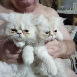Продаются персидские котята