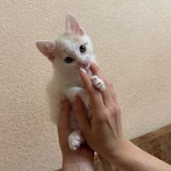 Котенок в добрые руки