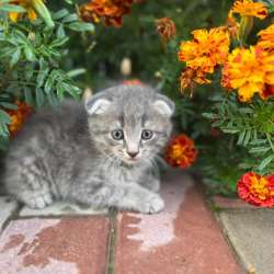 Котята 1,5 месяца