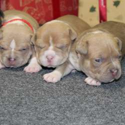 Открыта Бронь на American Bully премиум качества фото 3