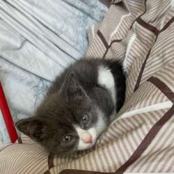 Котенок в Красноярске