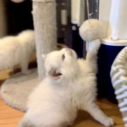 Котик Рэгдолл