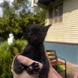 Котенок в добрые руки!