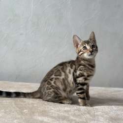 Available Bengal kittens фото 9