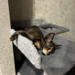 Котенок в добрые руки в Краснодаре