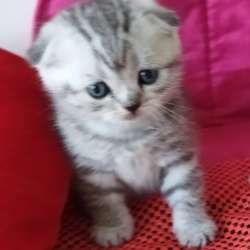 Продам двух шотландских вислоухих котят. Родословнач фото 5