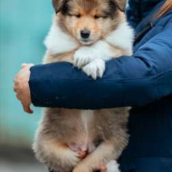 Collie rough Puppies фото 3