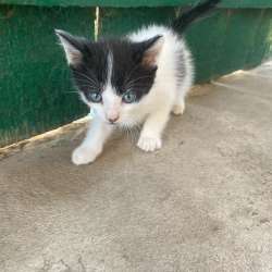 Котята фото 3