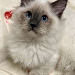 Рэгдолл котёнок