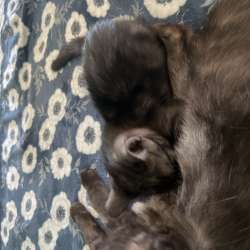 Котенок в добрые руки (девочка) в Перми