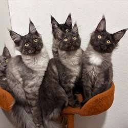 Котята
