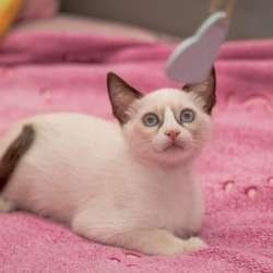 Сиамский котенок альбинос очень редкого окраса фото 4