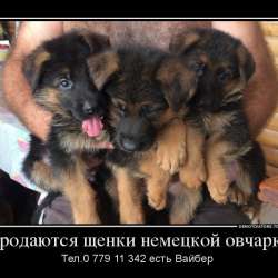 Продаются щенки немецкой овчарки! фото 8