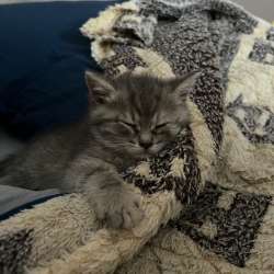 Отдам котёнка в добрые руки