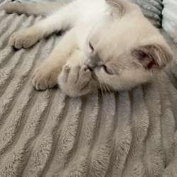 Macho Scottish Fold