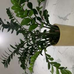 Замиокулькас в Ессентуках