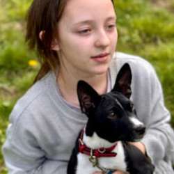 Basenji puppy female available