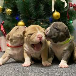 Открыта Бронь на American Bully премиум качества фото 13