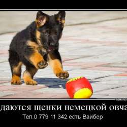 Продаются щенки немецкой овчарки! фото 20
