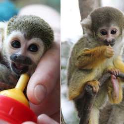 Monkey