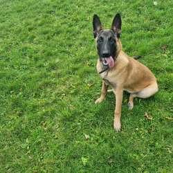Maninois puppy for sale