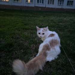 Отдам кота в добрые руки в Кемерове