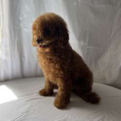 Poodle red