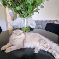 Продаются котята, голубоглазые, шотландские вислоухие фото 21