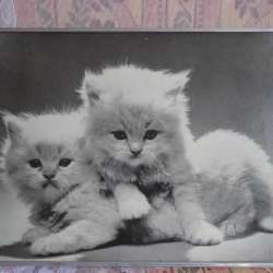 Фотокартина котята СССР в Кушве