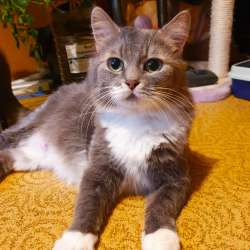 Ласковая кошечка ищет дом
