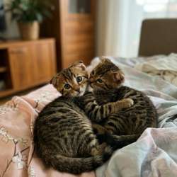 Бенгальские котята девочки