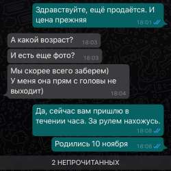 Американский стаффордширский терьер в Москве фото 42