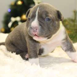 Открыта Бронь на American Bully премиум качества