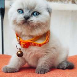 Scottish Fold фото 3