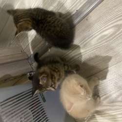 котята