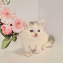 Munchkin male odd eyes фото 4