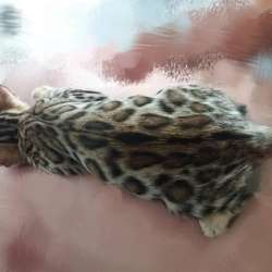 Котята Бенгальской породы