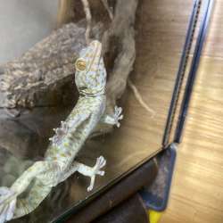 Геккон Токи лат.(gecko gecko)