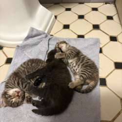Котик