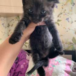 Отдам в добрые руки котят в Воронеже фото 10