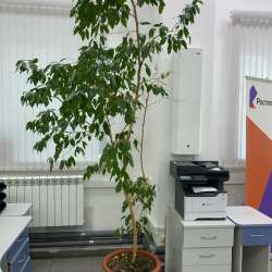Фикус Бенджамина Очень большой