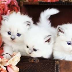Самые нежные кошечки Рэгдолл