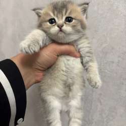 Котенок шиншила