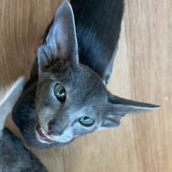 Ориентальные котята, бурманские котята, сфинкс