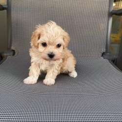 Maltipoo