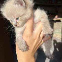 котята в Махачкале фото 6