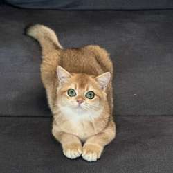 Британская шиншилла фото 3