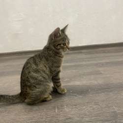 Котенок в Томске