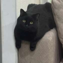 Котик в добрые руки